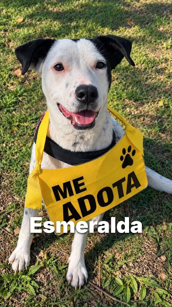 Esmeralda, cadela de porte médio para adoção em Criciúma - SC