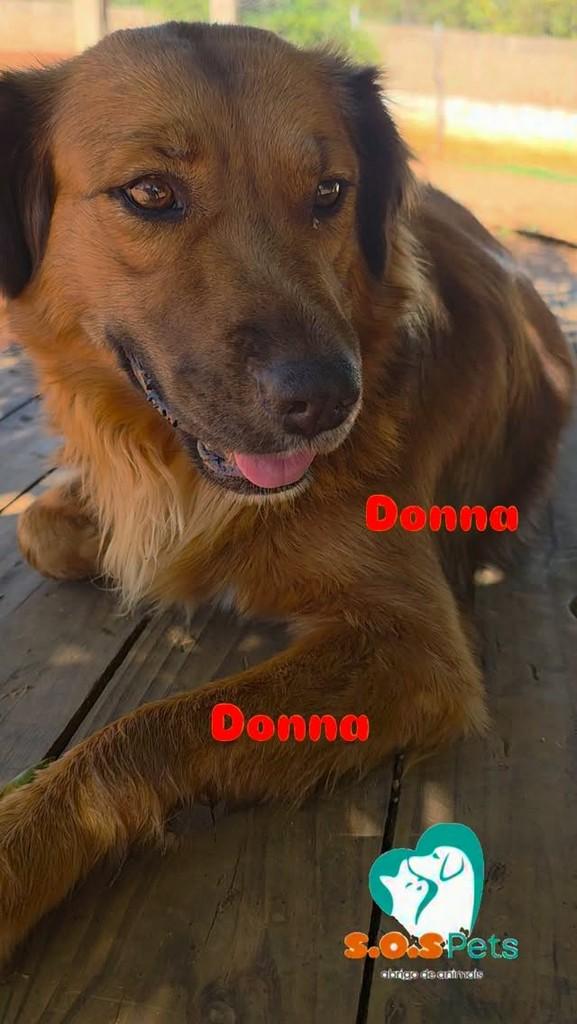 Donna, cadela de porte médio para adoção em Cajazeiras - PB
