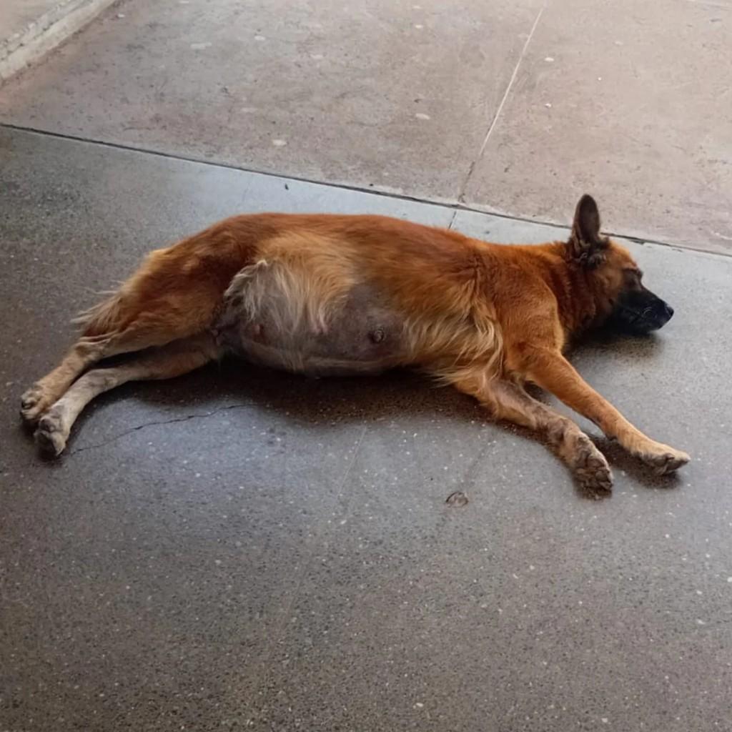 Cachorrinha, cadela de porte médio para adoção em Brasília - DF