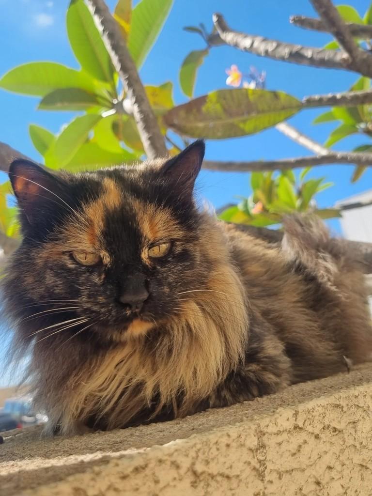 Escaminha, gata de porte médio para adoção em Brasília - DF
