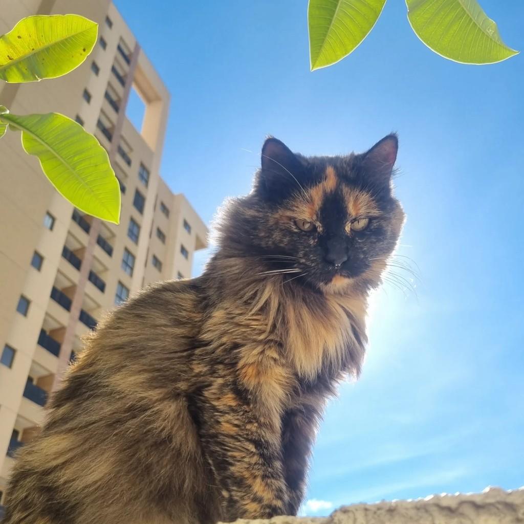 Tule, gata de porte pequeno para adoção em Brasília - DF