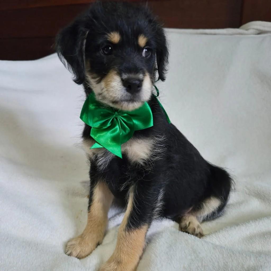 Príncipe, cachorro de porte pequeno para adoção em Brasília - DF