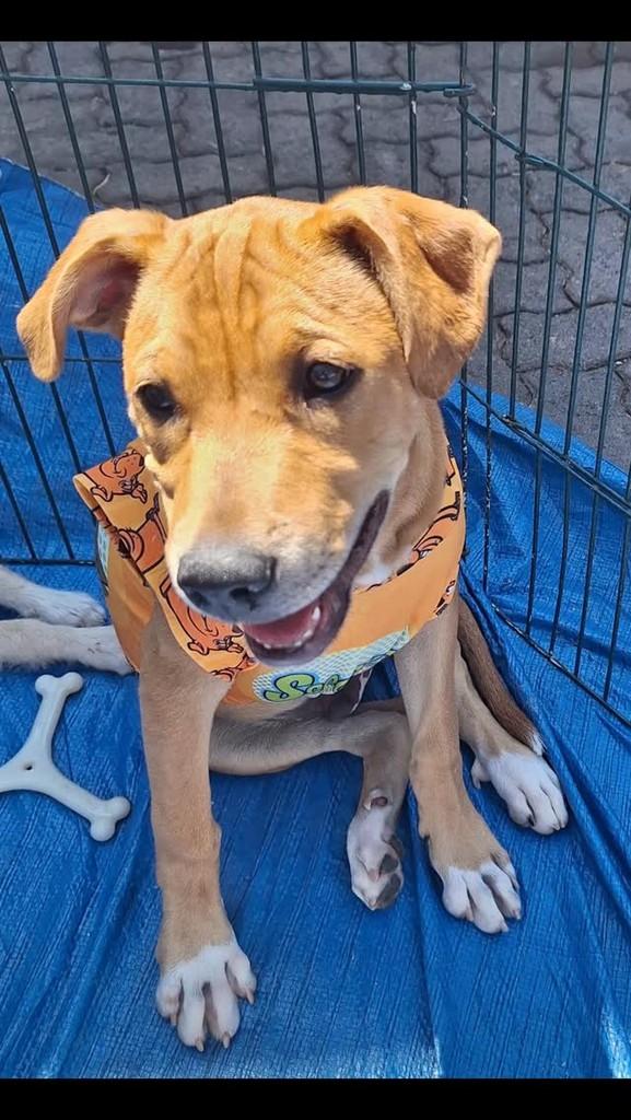 Scooby, cachorro de porte grande para adoção em Brasília - DF