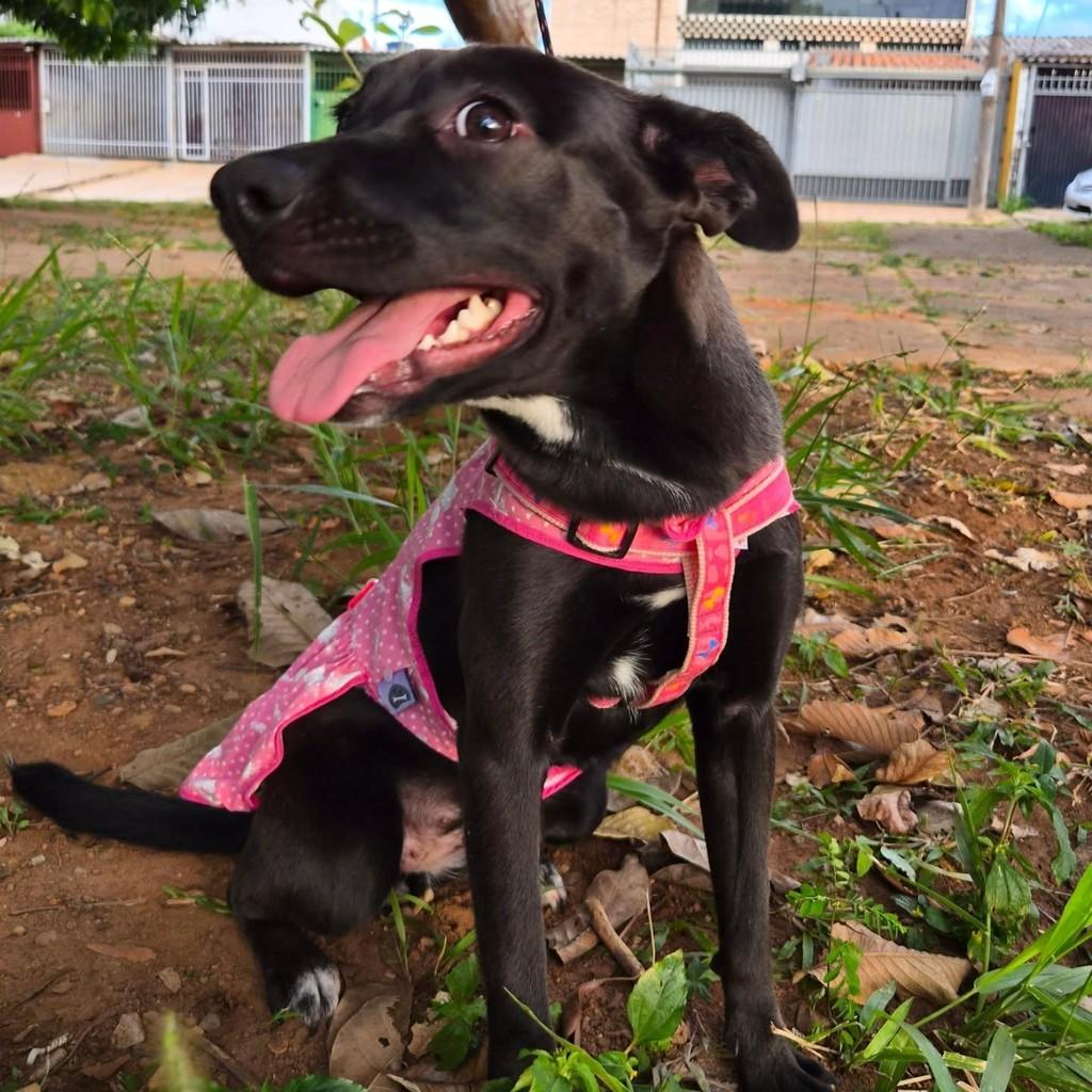 Luna, cachorro de porte médio para adoção em Brasília - DF