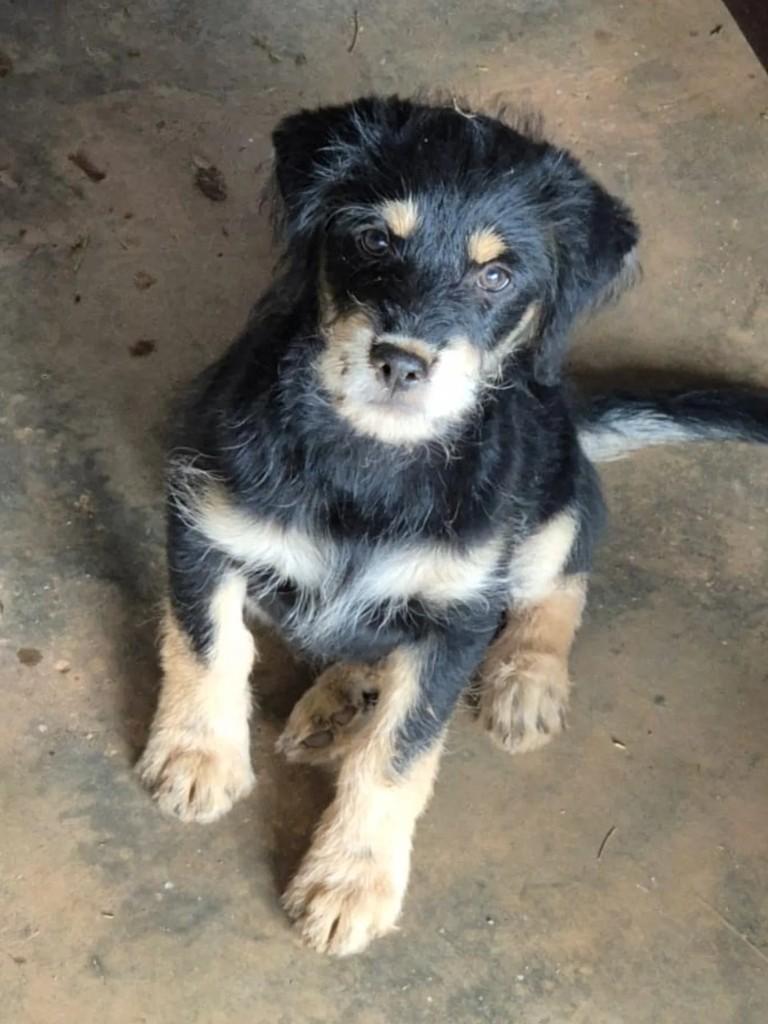Fofão, cachorro de porte pequeno para adoção em Brasília - DF