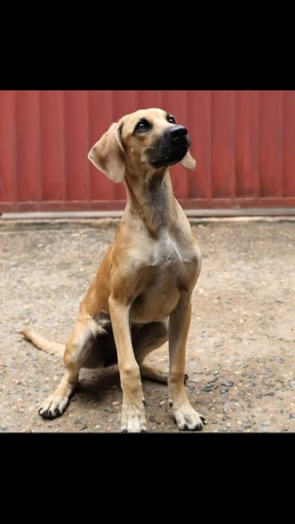 Bel, cachorro de porte médio para adoção em Brasília - DF
