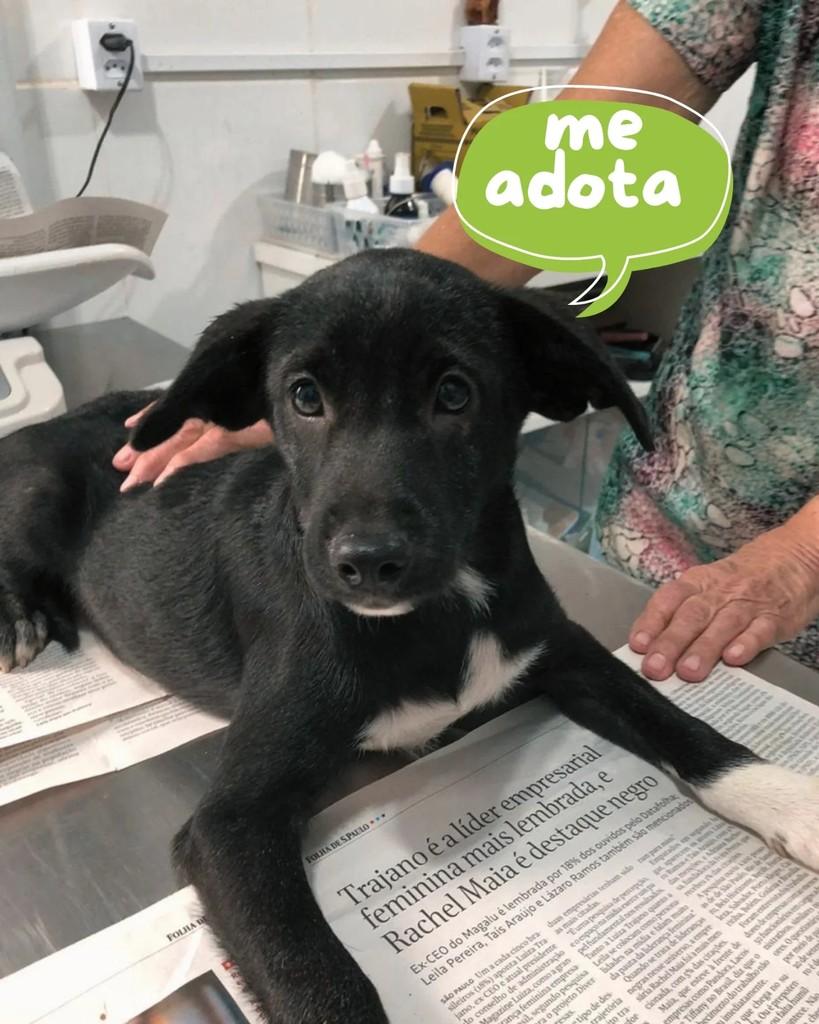 Fred, cachorro de porte pequeno para adoção em Araçatuba - SP