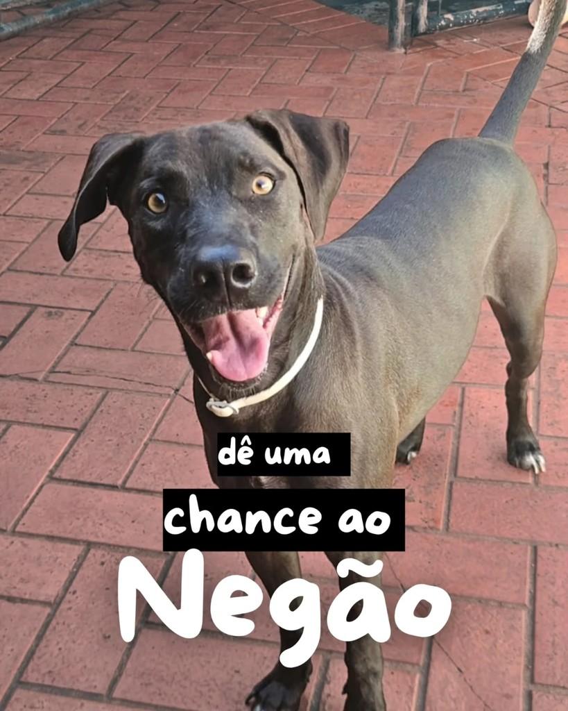 Negão, cachorro de porte médio para adoção em Araçatuba - SP