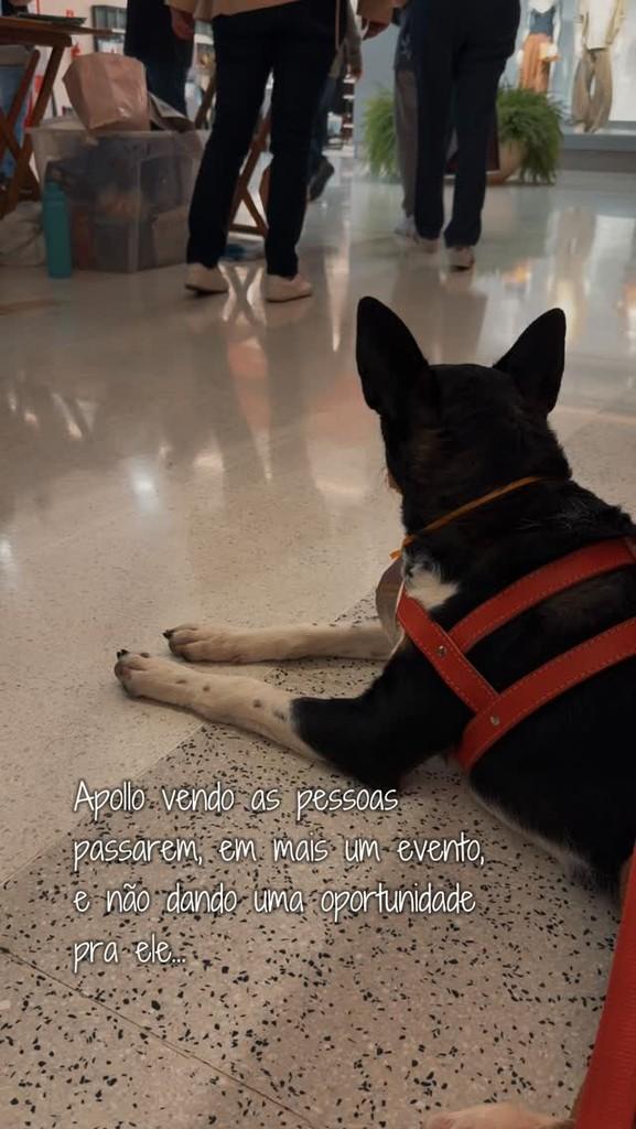 Apollo, cachorro de porte médio para adoção em Araçatuba - SP