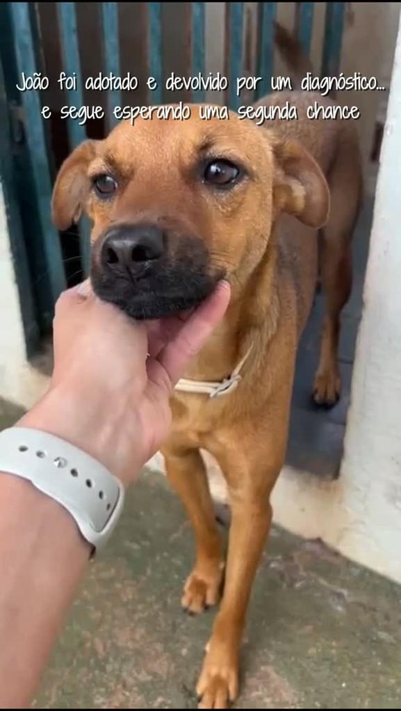 João, cachorro de porte médio para adoção em Araçatuba - SP
