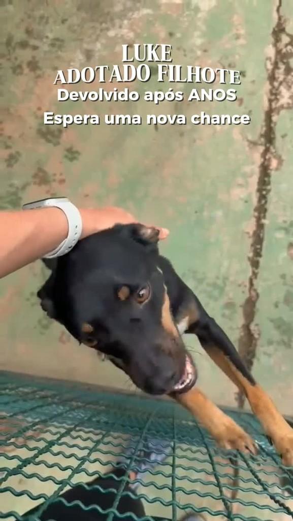 Luke, cachorro de porte médio para adoção em Araçatuba - SP