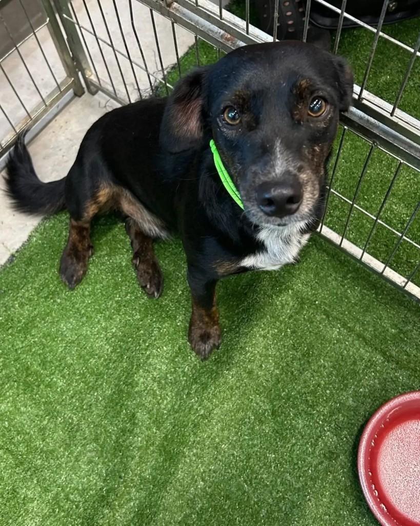 Cicinho, cachorro de porte pequeno para adoção em Araçatuba - SP
