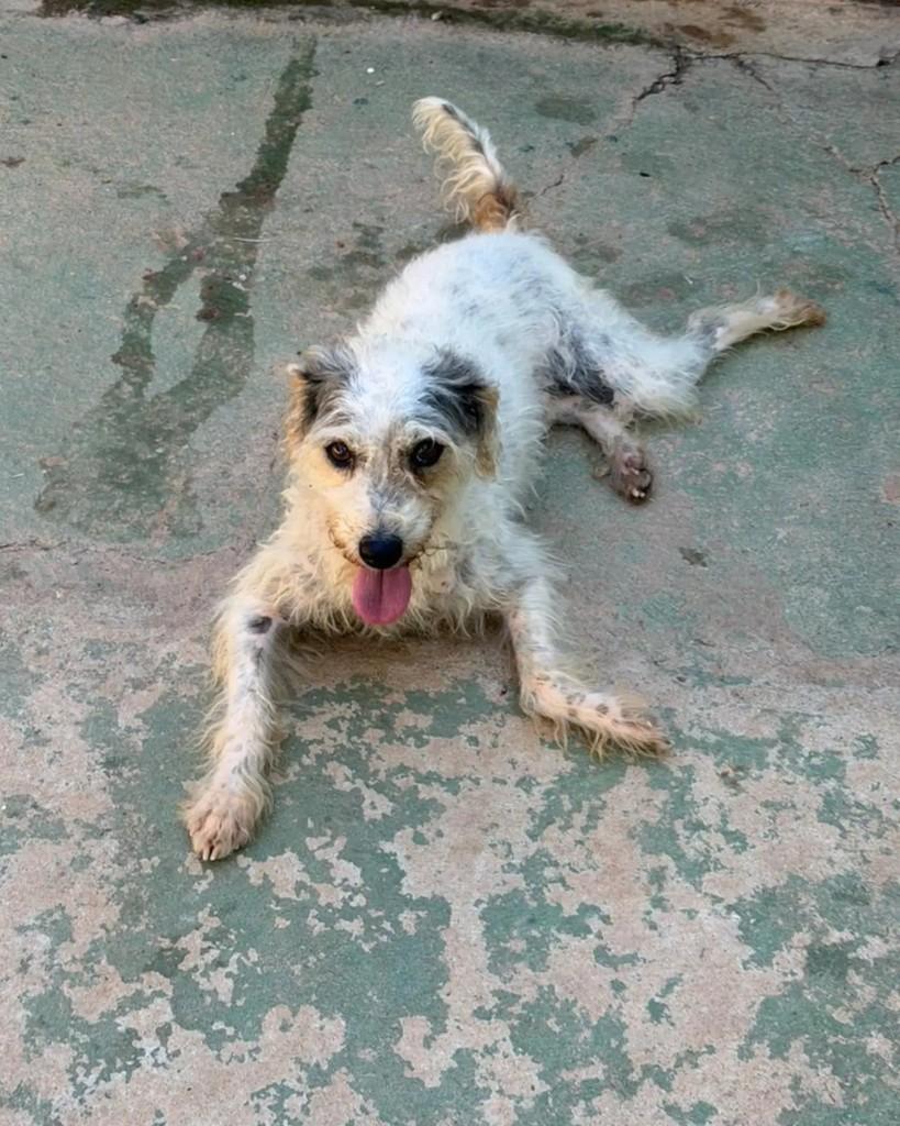 Pingo, cachorro de porte pequeno para adoção em Araçatuba - SP