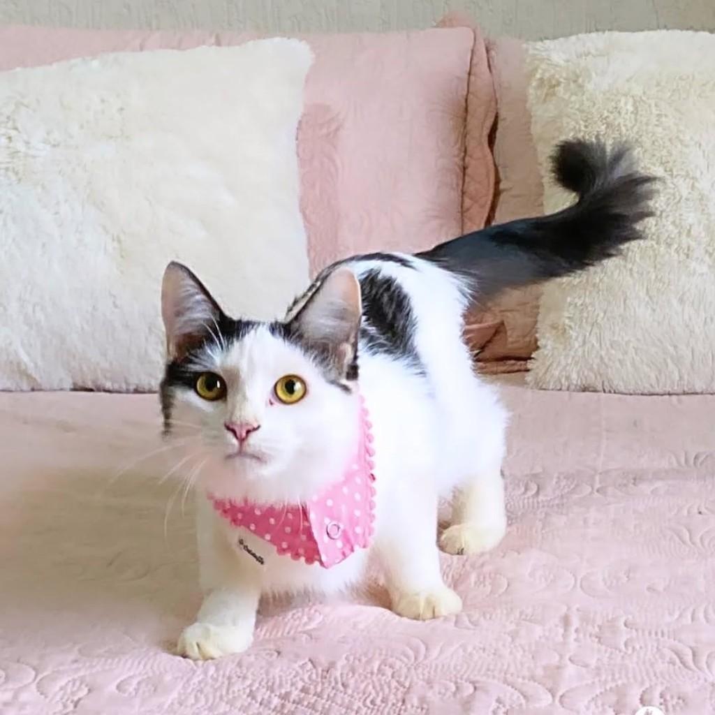Shaki, gato de porte pequeno para adoção em Brasília - DF