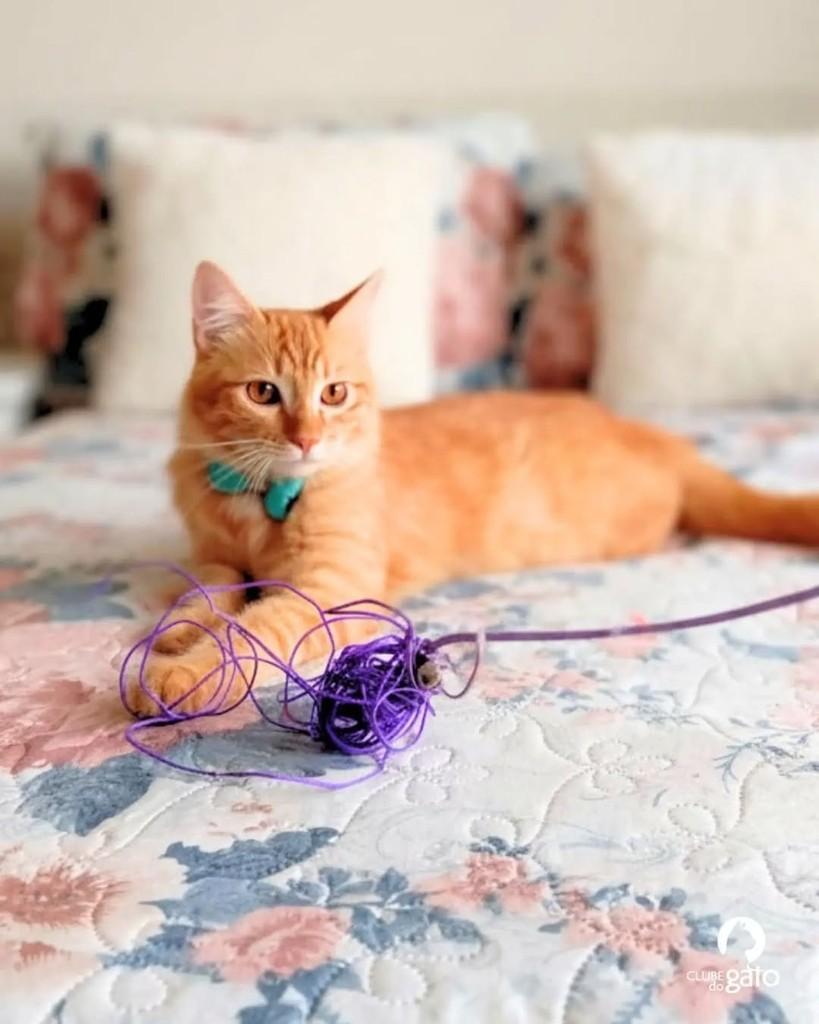 Benjamim, gato de porte pequeno para adoção em Brasília - DF