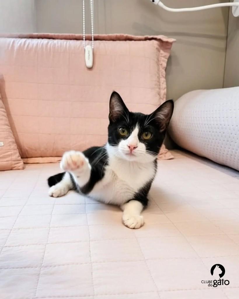 Ohana, gato de porte pequeno para adoção em Brasília - DF