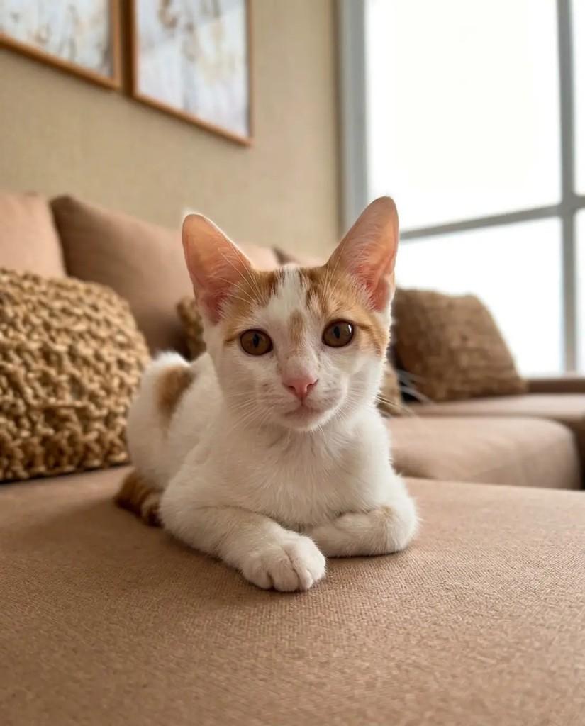 Nacho, gato de porte pequeno para adoção em Brasília - DF