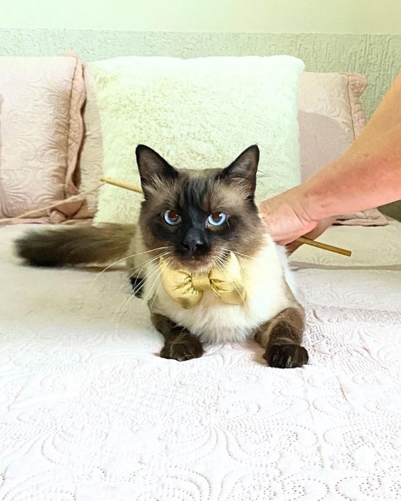 Dior, gata de porte pequeno para adoção em Brasília - DF