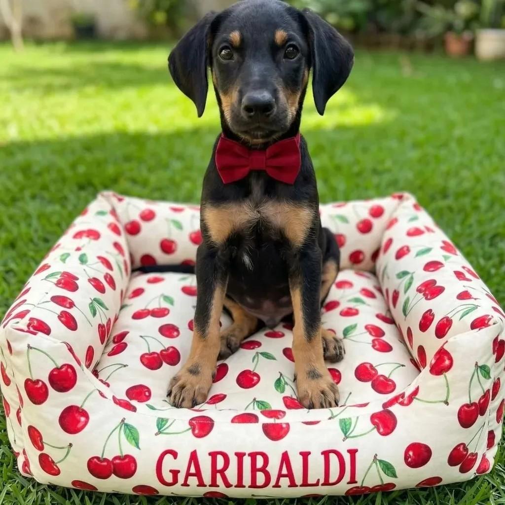 Garibaldi, cachorro de porte pequeno para adoção em São Simão - SP