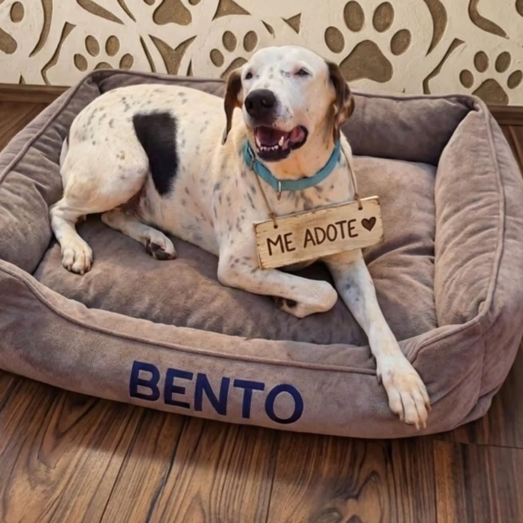 Bento, cachorro de porte grande para adoção em Ribeirão Preto - SP