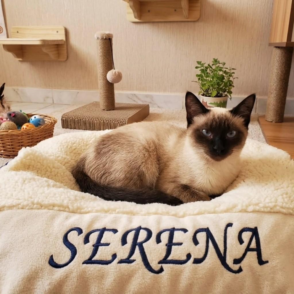 Serena, gata de porte pequeno para adoção em São Simão - SP