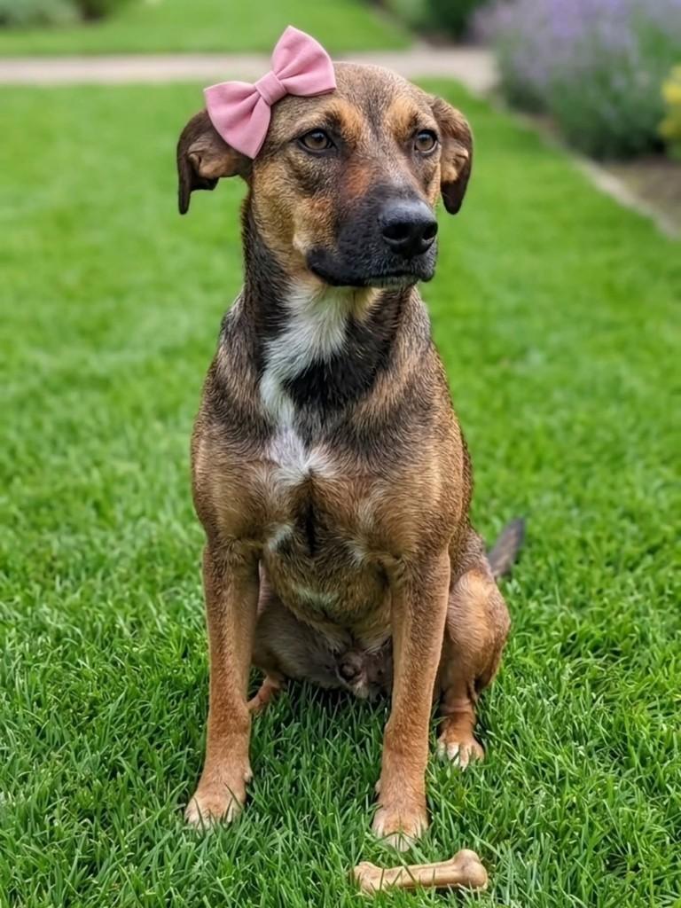 Zara, cachorro de porte médio para adoção em São Simão - SP