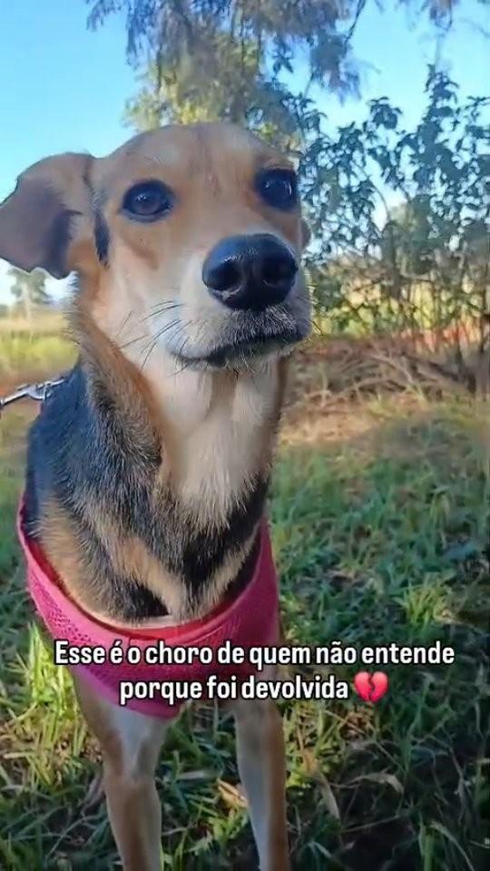 Panqueca, cachorro de porte pequeno para adoção em São Simão - SP