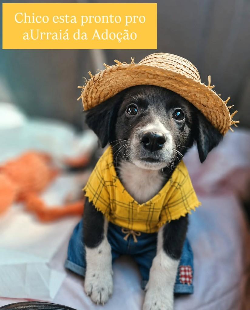 Chico, cachorro de porte pequeno para adoção em São Simão - SP