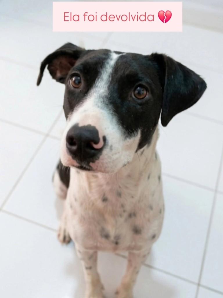 Milka, cadela de porte pequeno para adoção em São Simão - SP