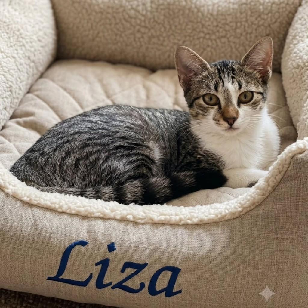 Liza, gata de porte pequeno para adoção em São Simão - SP