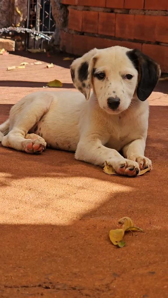 Baunilha, cachorro de porte médio para adoção em São Simão - SP