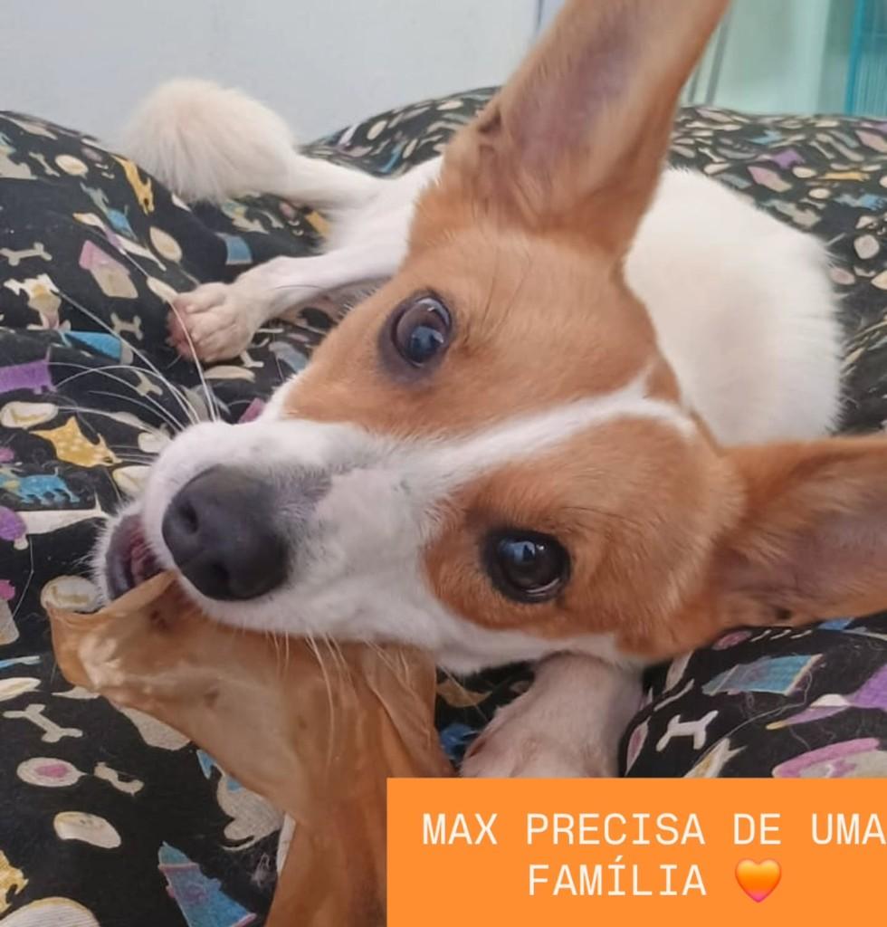 Max, cachorro de porte pequeno para adoção em São Simão - SP
