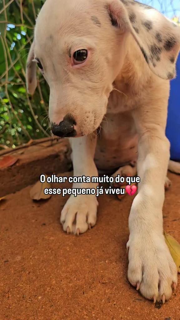 Bauru, cachorro de porte médio para adoção em Bauru - SP