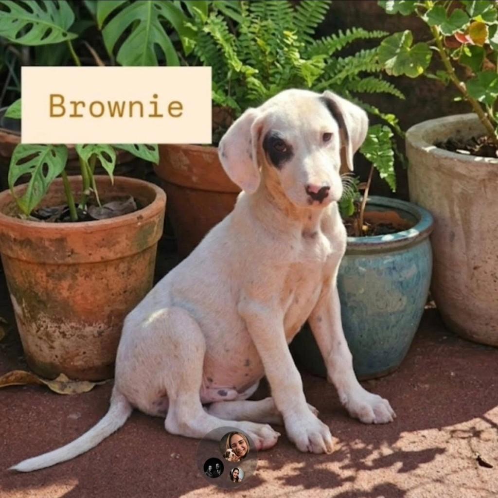 Brownie, cachorro de porte médio para adoção em São Simão - SP