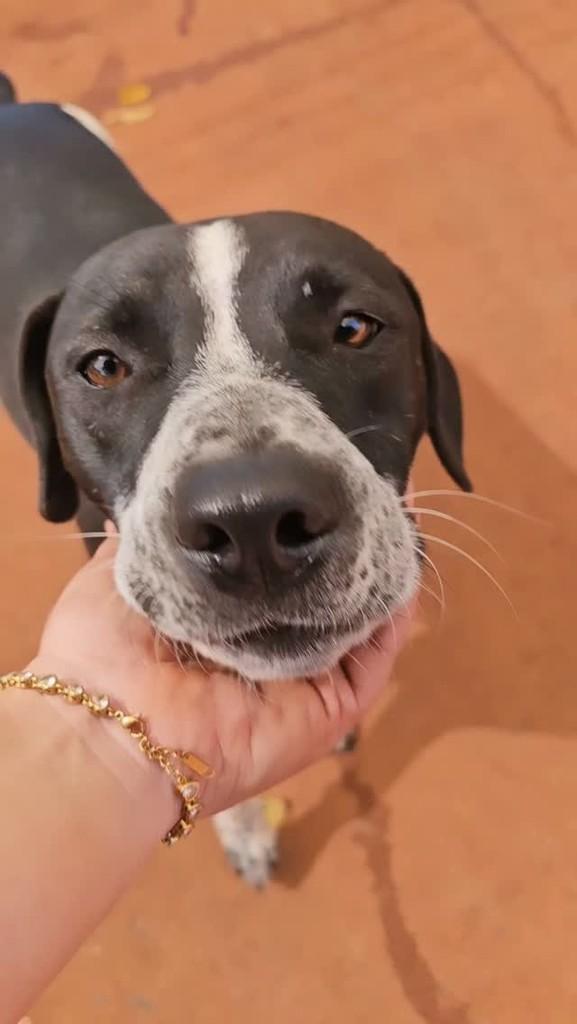 Pablito, cachorro de porte médio para adoção em São Simão - SP
