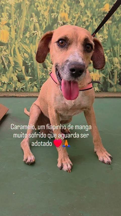 Caramelo, cachorro de porte médio para adoção em São Simão - SP