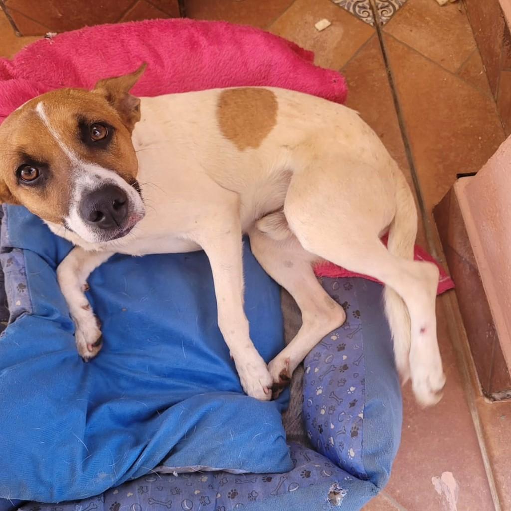 Joãozinho, cachorro de porte médio para adoção em São Simão - SP