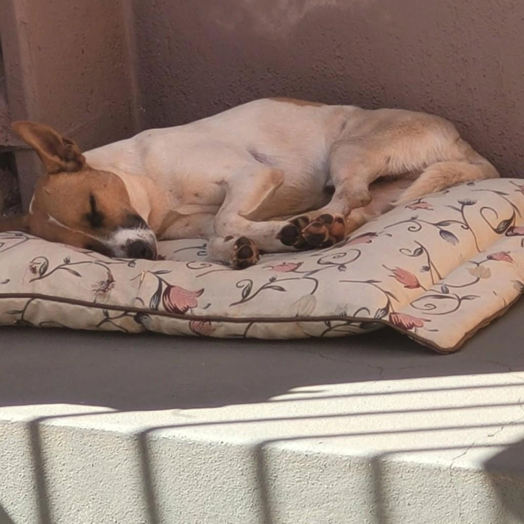 Joãozinho, cachorro de porte médio para adoção em São Simão - SP — foto 2 de 2