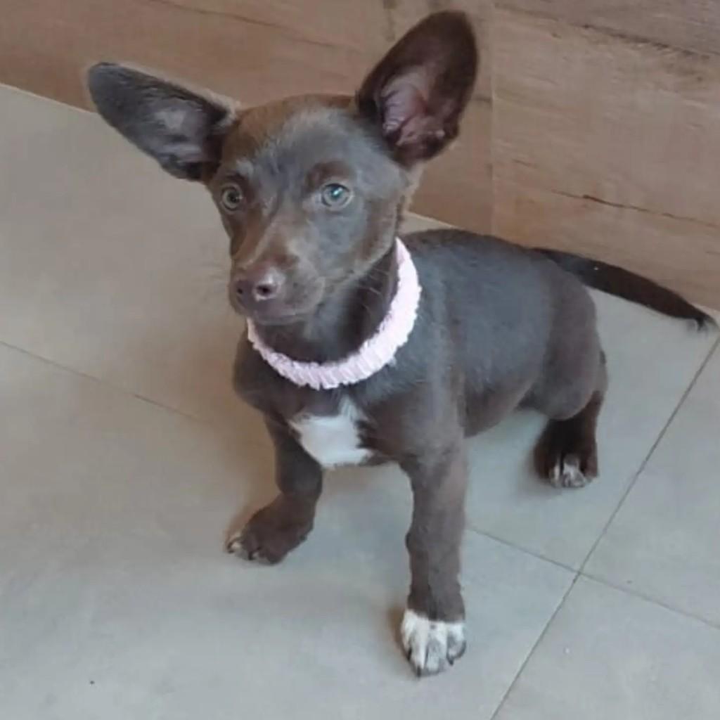 Cacau, cachorro de porte pequeno para adoção em São Simão - SP