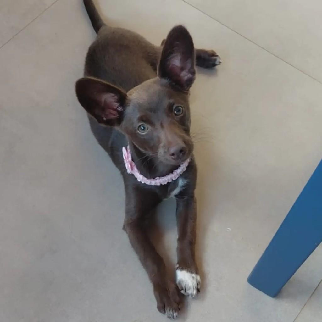 Cacau, cachorro de porte pequeno para adoção em São Simão - SP — foto 2 de 2