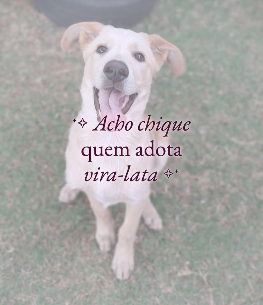 Focinho, cachorro de porte médio para adoção em Leme - SP