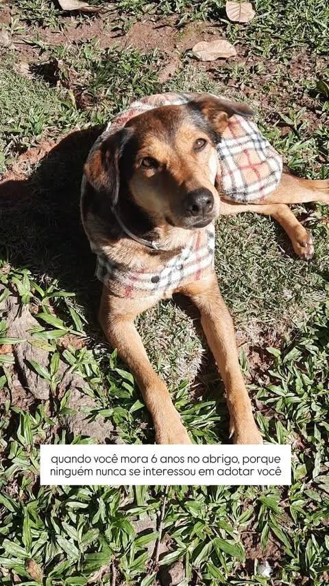 Elle, cadela de porte médio para adoção em Florianópolis - SC