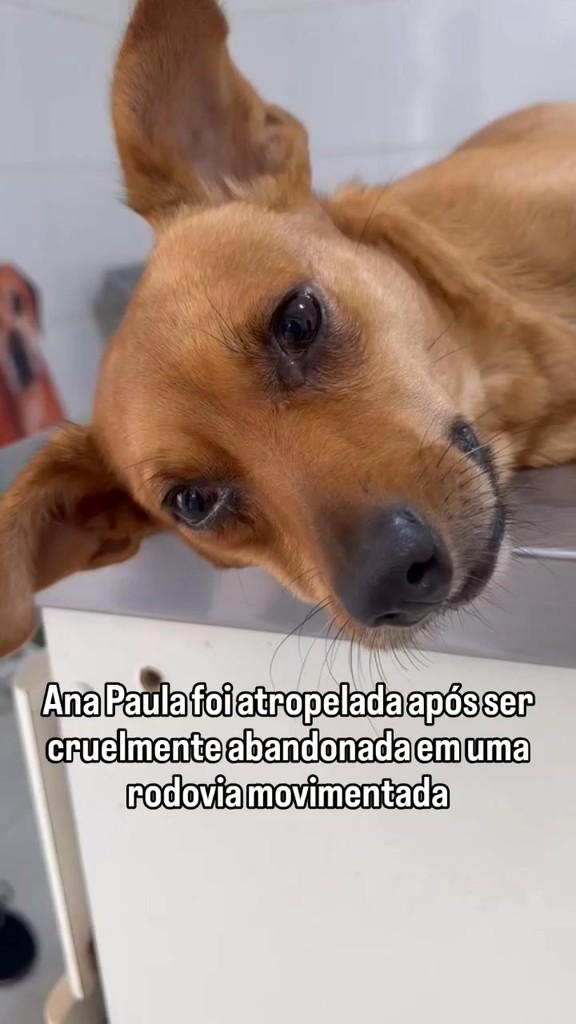 Ana Paula, cachorro de porte pequeno para adoção em Ribeirão Pires - SP