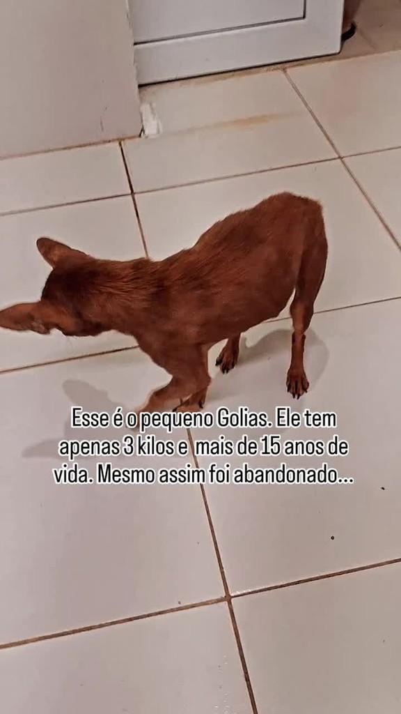 Golias, cachorro de porte grande para adoção em Ribeirão Pires - SP