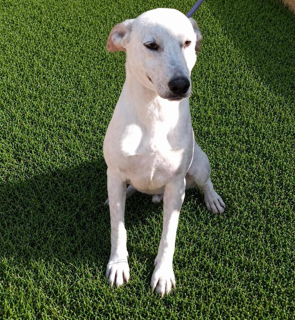 Mayke, cachorro de porte grande para adoção em Ribeirão Pires - SP