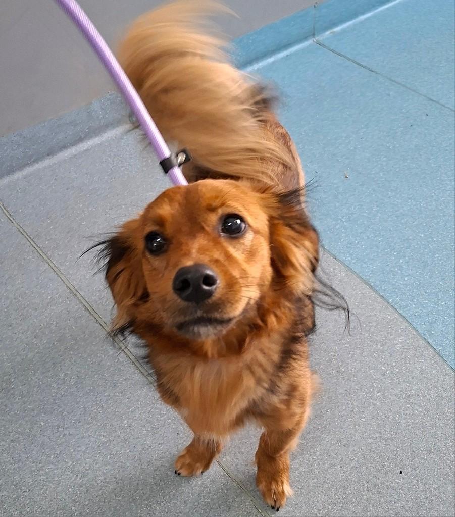 Fredy, cachorro de porte pequeno para adoção em Ribeirão Pires - SP