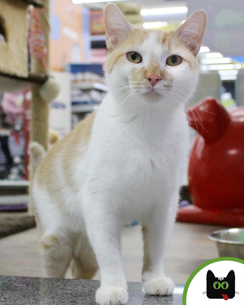 Lupi, gato de porte médio para adoção em Brasília - DF