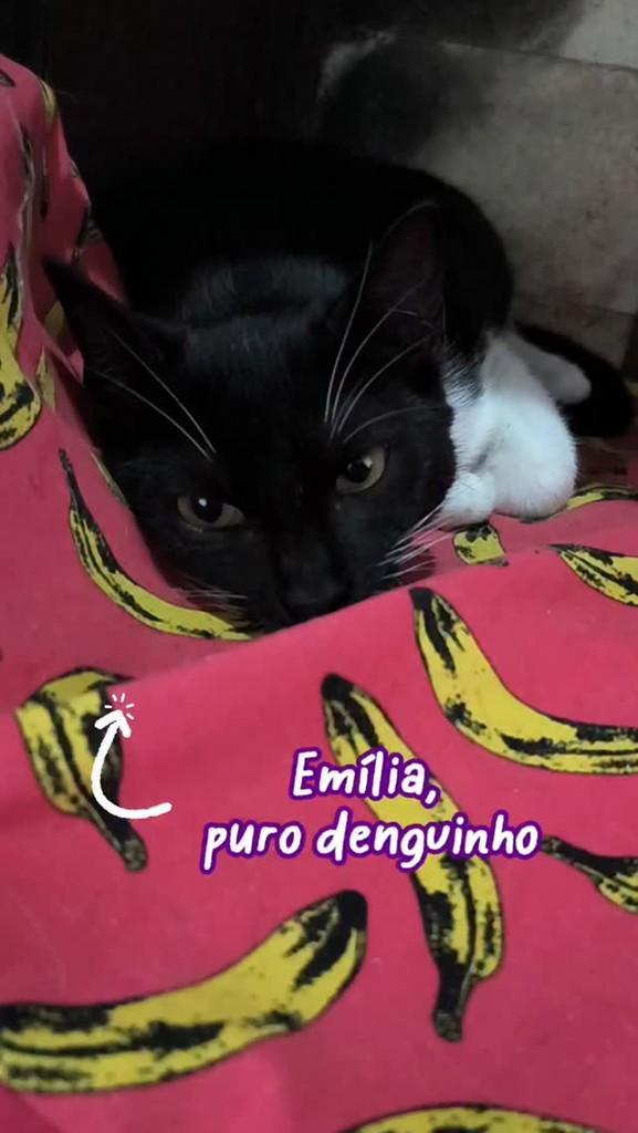 Emilia, gato de porte pequeno para adoção em Nova Friburgo - RJ