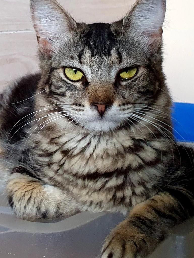 Mário Sérgio, gato de porte médio para adoção em Nova Friburgo - RJ