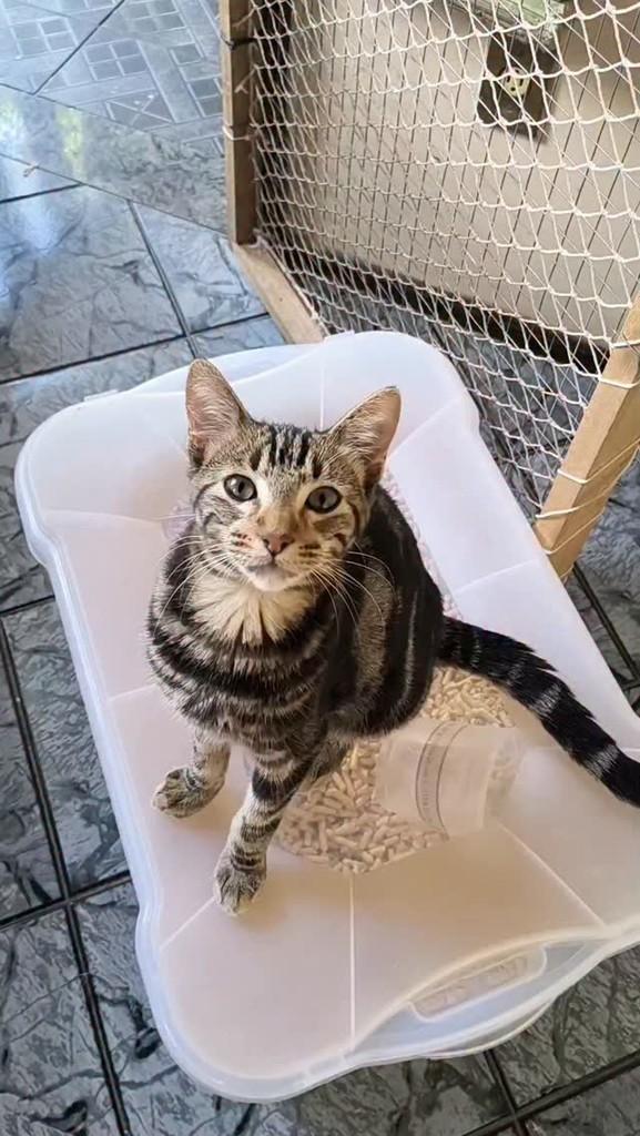 Han Solo, gato de porte pequeno para adoção em Nova Friburgo - RJ